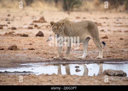 Löwin im Etosha Nationalpark, Namibia Stockfoto