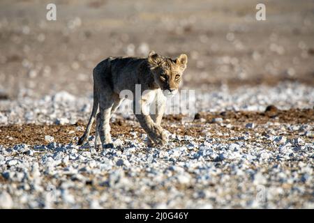 Löwenjunge im Etosha National Park Stockfoto