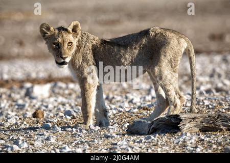 Löwenjunge im Etosha National Park Stockfoto