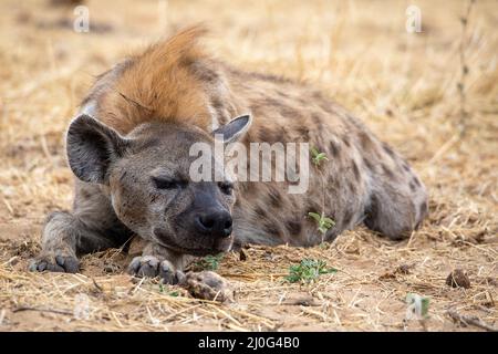 Hyäne im Etosha National Park, Namibia Stockfoto