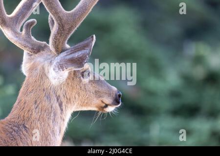Nahaufnahme eines wilden erwachsenen Hirsches auf einem Feld Stockfoto