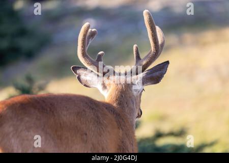 Nahaufnahme eines wilden erwachsenen Hirsches auf einem Feld Stockfoto