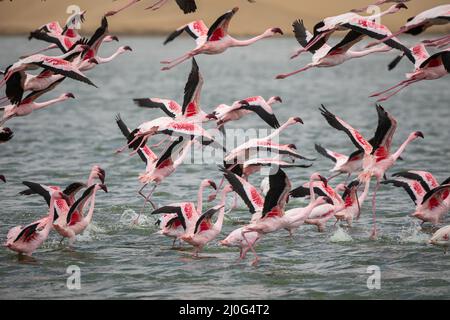 Flamingos im Vogelparadies, Walvisbucht, Namibia. Stockfoto