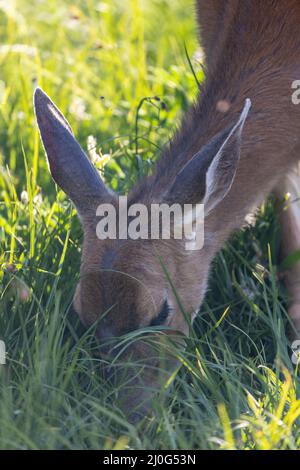 Nahaufnahme des im Sommer grasfressenden Rehe-Gesichts Stockfoto