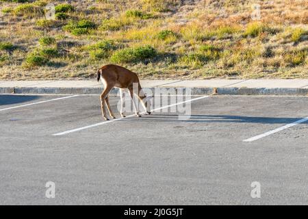 Hirsch auf Parkplatz im Nationalpark Stockfoto