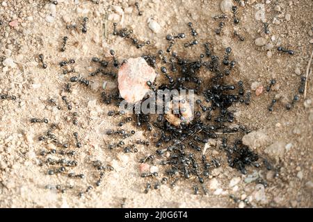 Schwarze Ameisen in der Wüste in der Nähe eines Ameisenbands Stockfoto