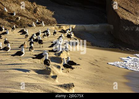 Möwen ruhen auf dem Sand am Devil Beach Stockfoto