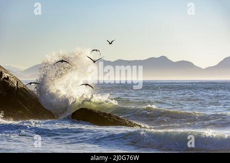 Möwe fliegt im Morgengrauen über Meer und Wellen Stockfoto