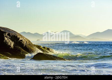 Möwe fliegt im Morgengrauen über das Meer und Wellen bei Sonnenaufgang Stockfoto