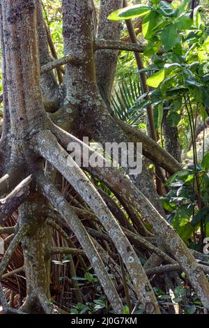 Wurzeln und Vegetation typisch für Mangroven Stockfoto