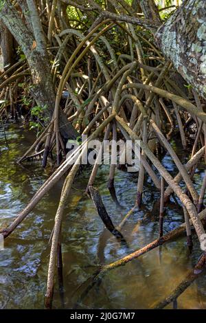 Wurzeln und Vegetation typisch für Mangroven in den Tropen Stockfoto