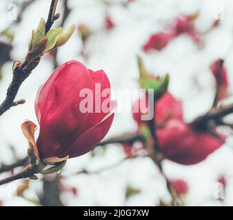 Rosa Tulpenbaumblume (Liriodendron tulipifera) aus nächster Nähe Stockfoto