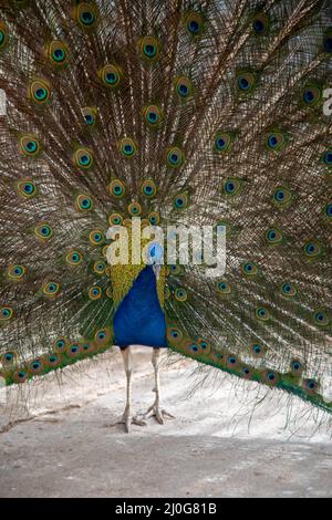pfau im Frühling mit schönen Federn Stockfoto