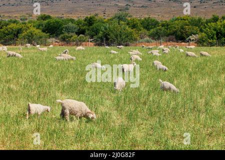 Angora-Ziegen weiden auf einer ländlichen Farm in Südafrika Stockfoto