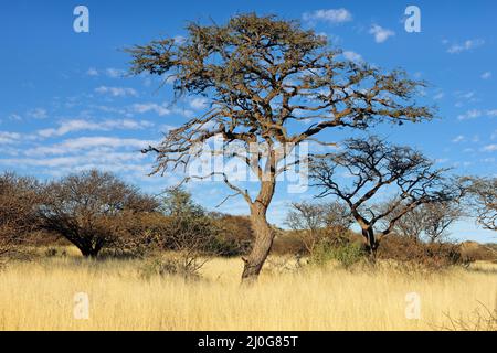 Ein afrikanischer Kameldornbaum (Vachellia erioloba) in offener Savanne, Südafrika Stockfoto