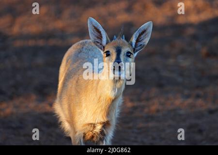 Porträt einer gemeinen Duiker-Antilope (Sylvicapra grimmia), Südafrika Stockfoto