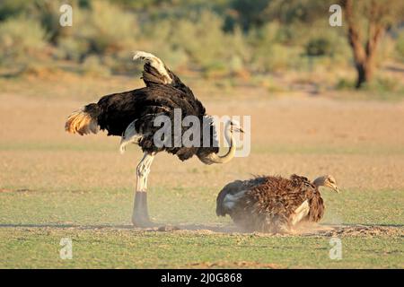 Ein Paar Strauße (Struthio camelus) in natürlichem Lebensraum, Kalahari-Wüste, Südafrika Stockfoto