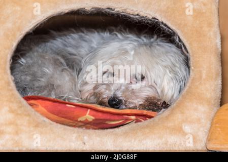 Der kleine Hund entspannt sich in der Höhle einer Katze, die einen Baum kratzt - Havanese Stockfoto