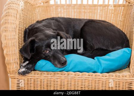 Hund liegt auf Rattan Sessel - schwarz labrador Hybrid Stockfoto