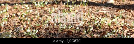 Viele weiße Schneeglöckchen blühen im Frühling auf dem Reisig Stockfoto