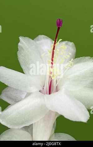 Kaktusblüte Stockfoto