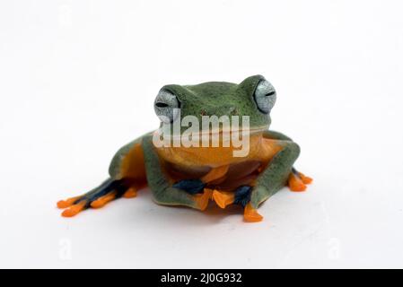 Grün fliegender Frosch isoliert auf weißem Hintergrund Stockfoto