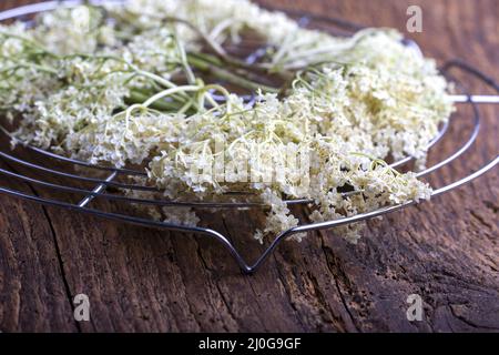 Holster trocknend auf dunklem Holz Stockfoto