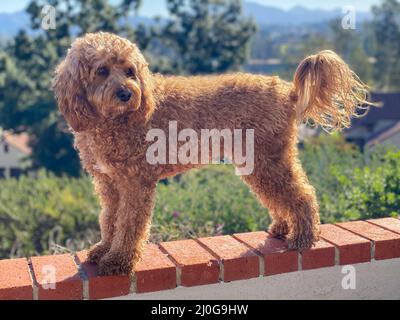 Cavapoo Hund, gemischte Rasse von Cavalier King Charles Spaniel und Pudel. Stockfoto