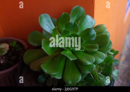 echeveria elegans mit trockenem Boden Stockfoto