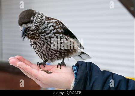 Vogelnutcracker zur Hand Stockfoto