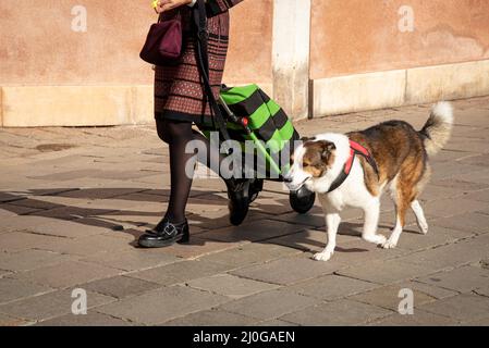 Frau, die mit Lebensmitteln durch die Straßen geht. Hundebegleiter folgt Stockfoto