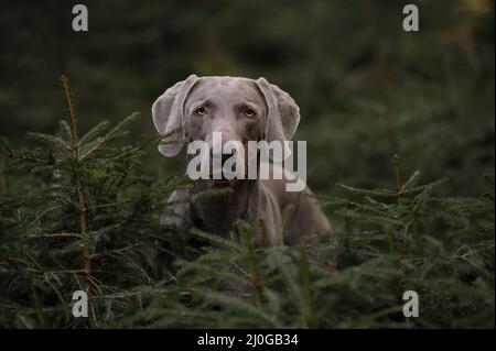 Weimaraner Zeigehund wartet zwischen Kiefernpflanzen Stockfoto