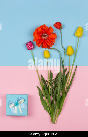 Blumenstrauß aus gelben und roten Tulpen und rotem Mohn und einer blauen Schachtel mit einem Geschenk auf einem rosa und blauen Hintergrund Draufsicht Stockfoto