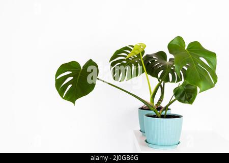 Grüne tropische Monstera Pflanze in einem Blumentopf auf einem Tisch gegen eine weiße Wand Stockfoto