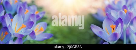 Gruppe von lila Krokus unter der hellen Sonne im Frühlingsgarten. Stockfoto