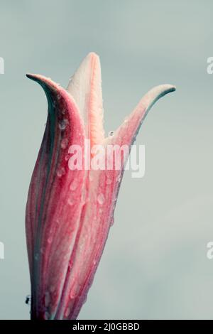 Makroaufnahme auf gelber Lilienblume am Sommertag. Stockfoto