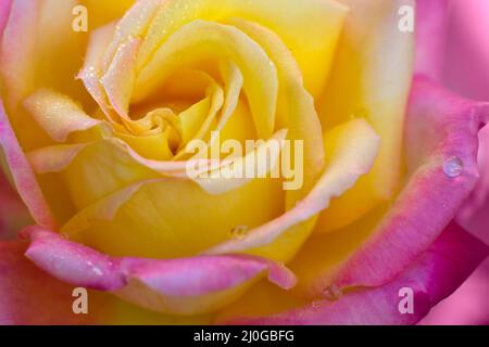 Eine Nahaufnahme einer rosa Rose. Rosebud mit rosa Blütenblättern. Stockfoto