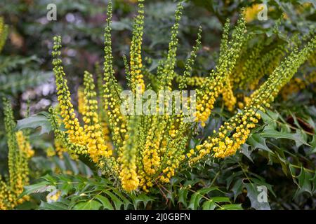 Mahonia × Medien „Wintersonne“ in Nymans, Handcross, West Sussex, Großbritannien Stockfoto