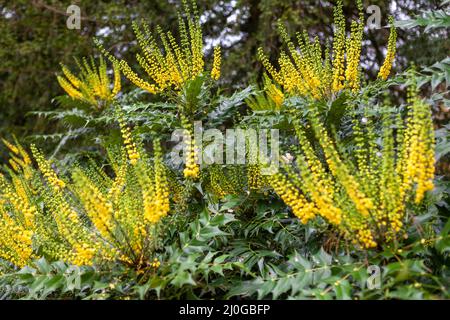 Mahonia × Medien „Wintersonne“ in Nymans, Handcross, West Sussex, Großbritannien Stockfoto