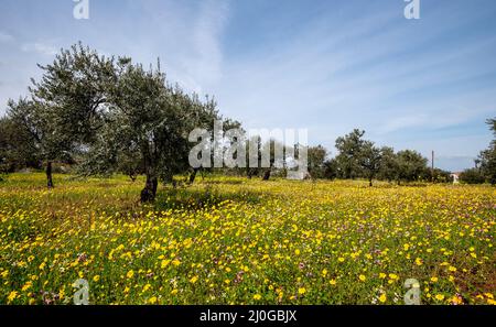 Feld mit gelben marguerite Gänseblümchen blühenden Blumen und Olivenbäumen gegen und blau bewölkten Himmel. Stockfoto