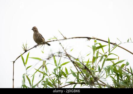 Rotschwanz-Plantcutter (Phytotoma rara) auf Bambus. Los Lagos. Chile. Stockfoto