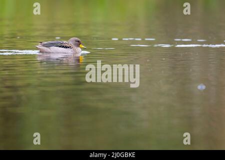 Gelbschnabel (Anas flavirostris) auf Wasser. Los Lagos. Chile. Stockfoto