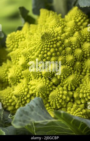 Roher romanesco auf Grün Stockfoto