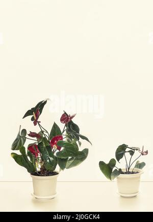 Innen Anthurium Blumen auf einer weißen Wand Hintergrund Stockfoto