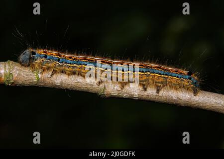 Nahaufnahme einer bunten Raupe eines Lakaienmotten, Malacosoma neustria) Stockfoto