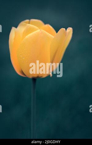 Frühlingsgelbe Tulpe isoliert auf unscharfer grünem Hintergrund. Stockfoto