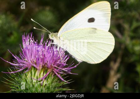 Ein großer, weißer Schmetterling, Pieris brassicae, der sich von einer Blume mit einer Faltenblüte ernährt. Stockfoto