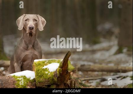 Weimaraner Zeigehund im Wald Stockfoto