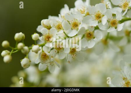 Prunus padus, bekannt als Vogelkirsche Stockfoto