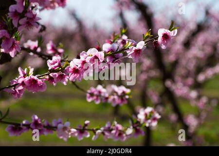 Nahaufnahme der Pfirsichblüte auf den Feldern und Wiesen Stockfoto